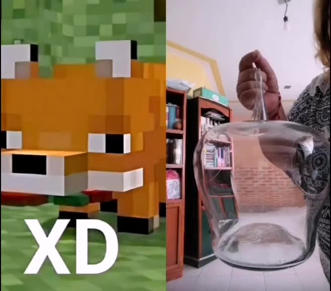 @Zorrito xd 🦊