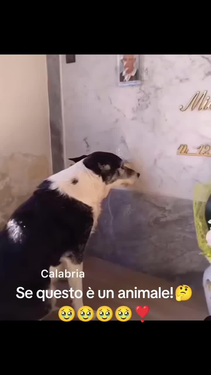@cuore.animale