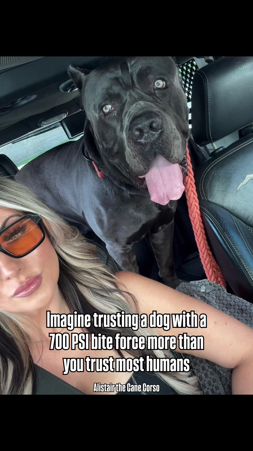 @Alistair the Cane Corso