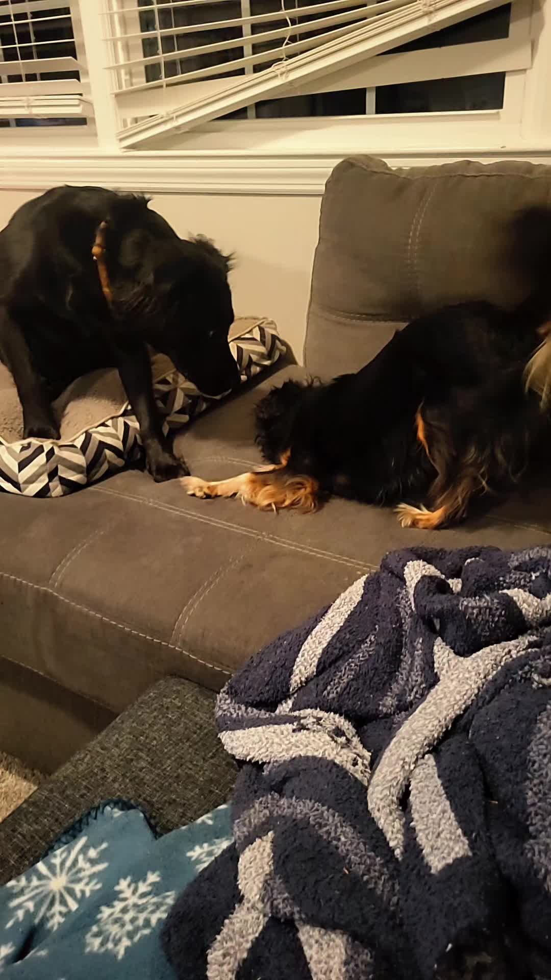 @Dane Mom Life | Big Funny Dog