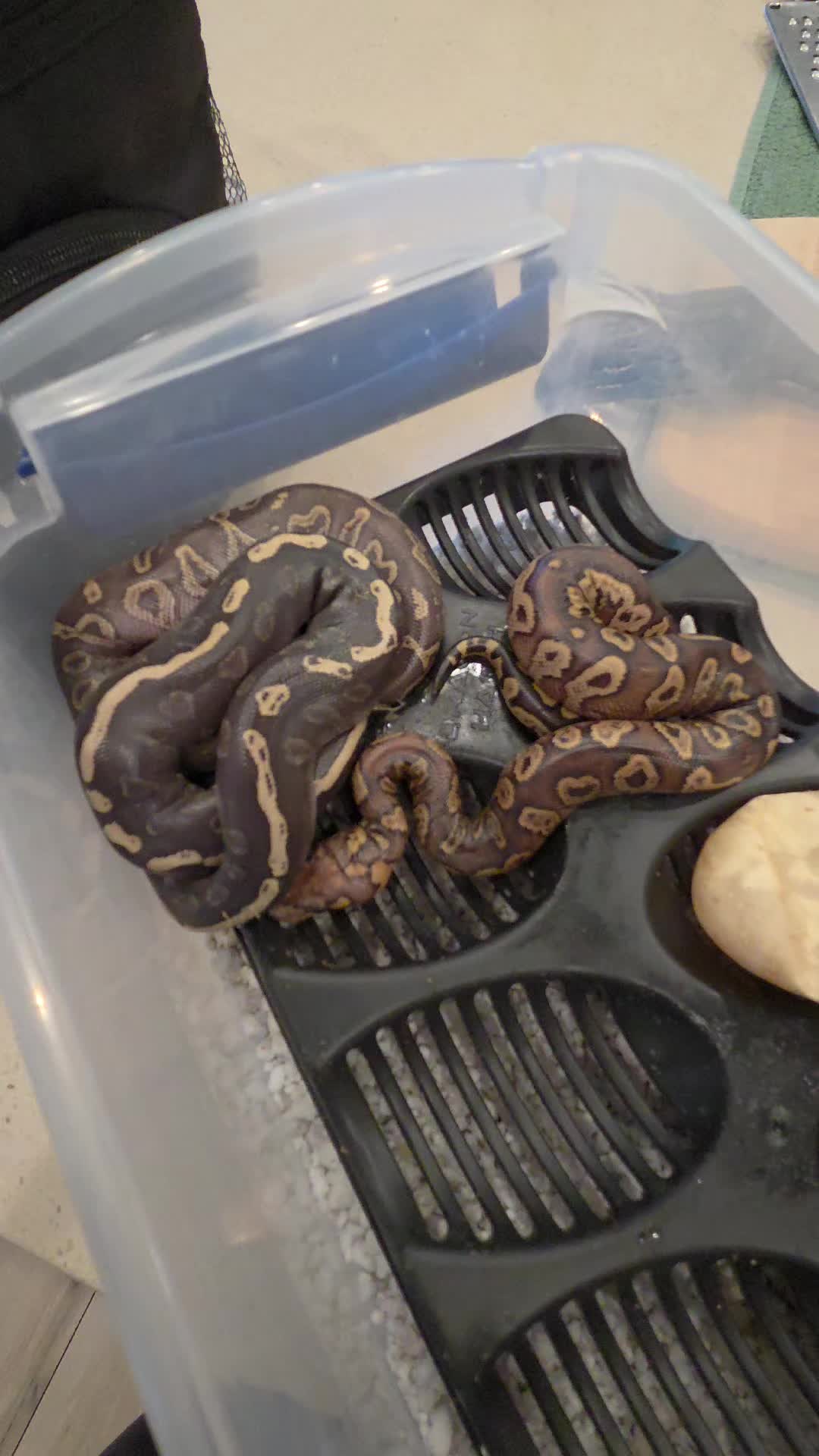 @Rikers Reptiles