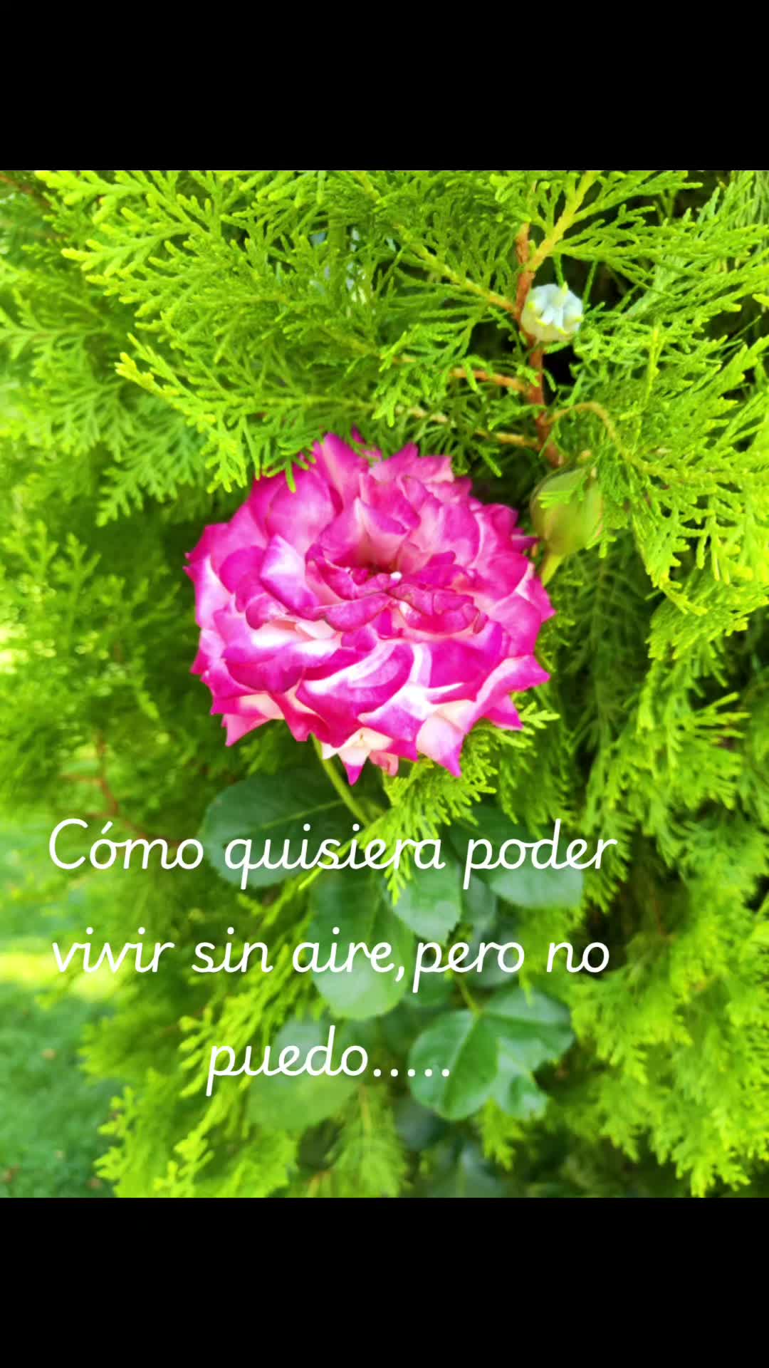 @LOCUENTO520