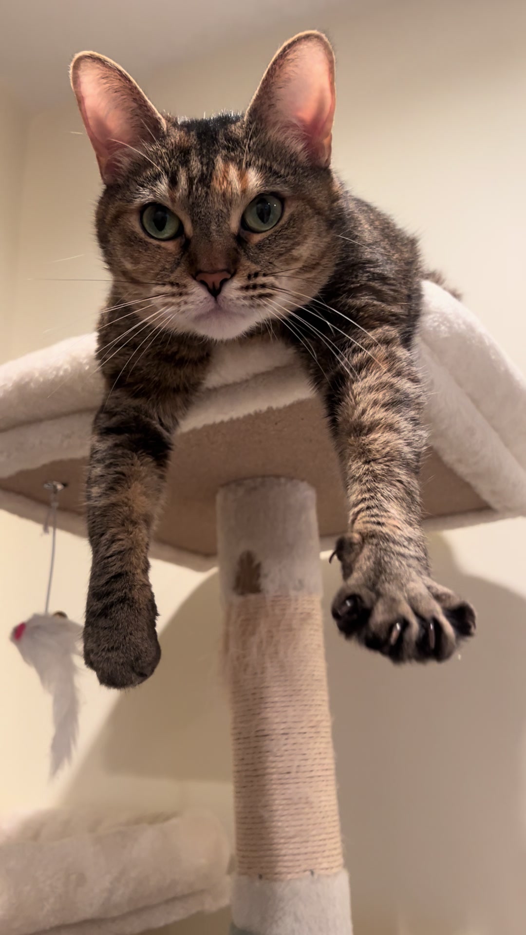 @Kunji the Kitty