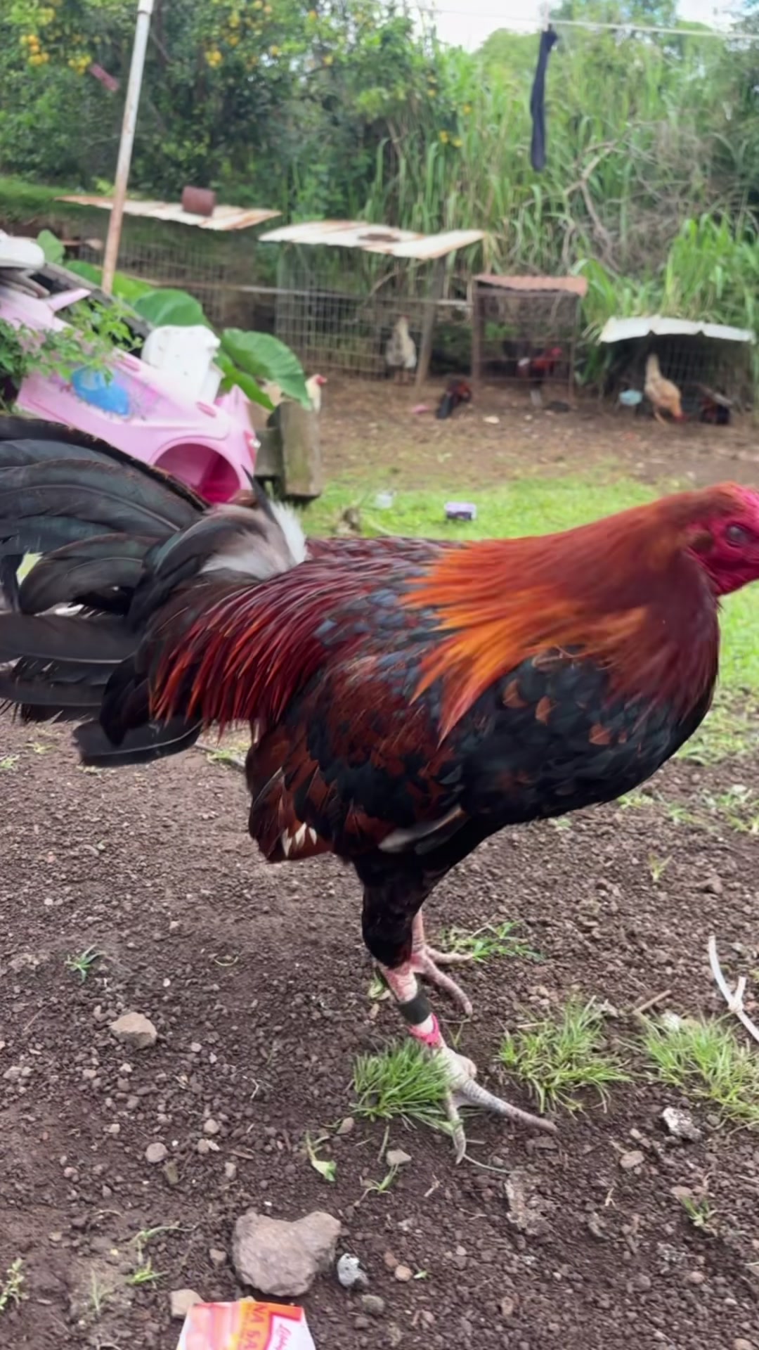 @ltowngamefowl
