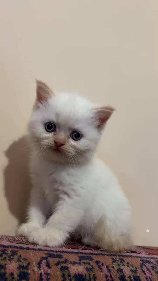 @İsmail Türk