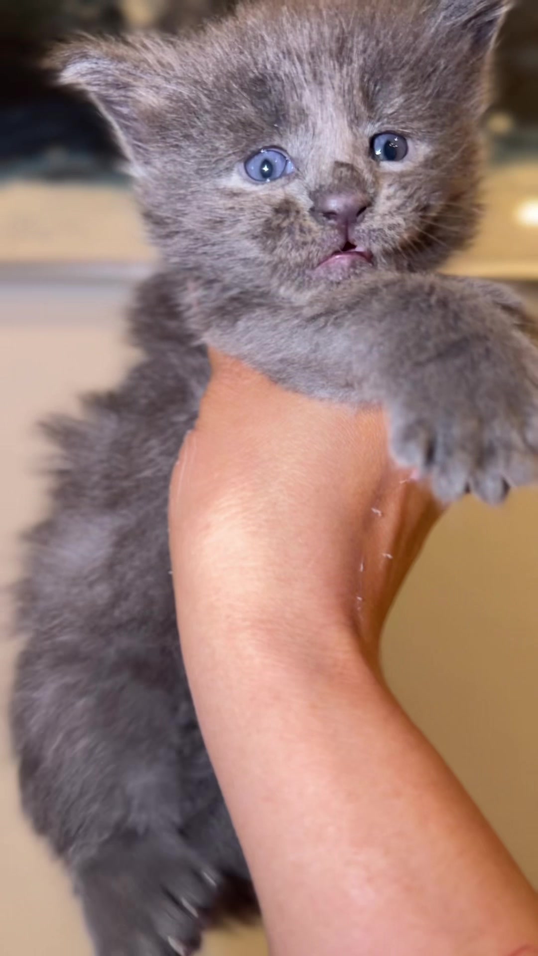 @Rosa’s maine coon in Texas🧛