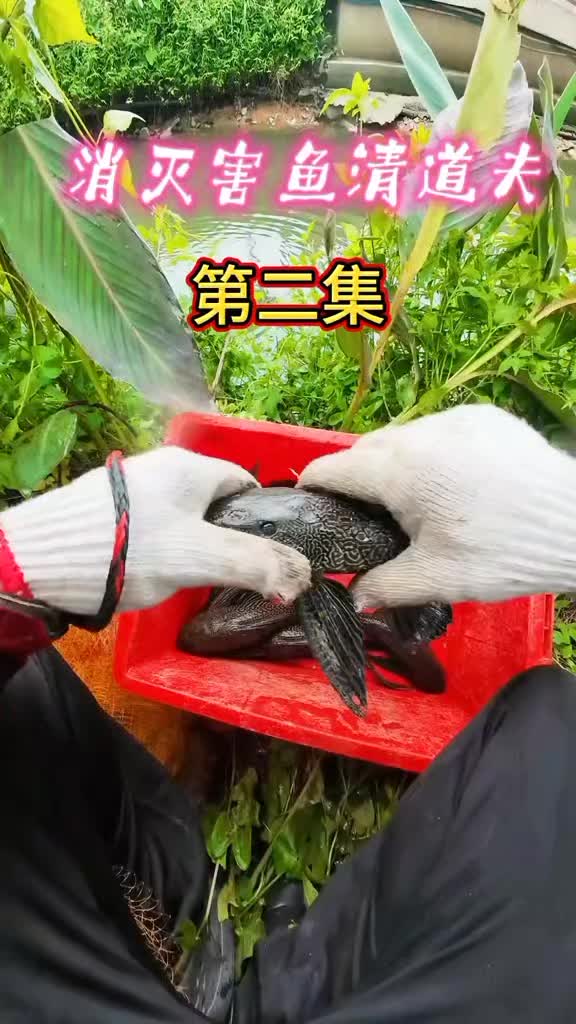 @Monsterfishkeeper