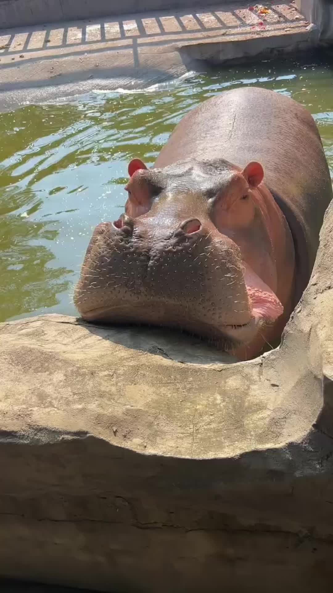@Hippo