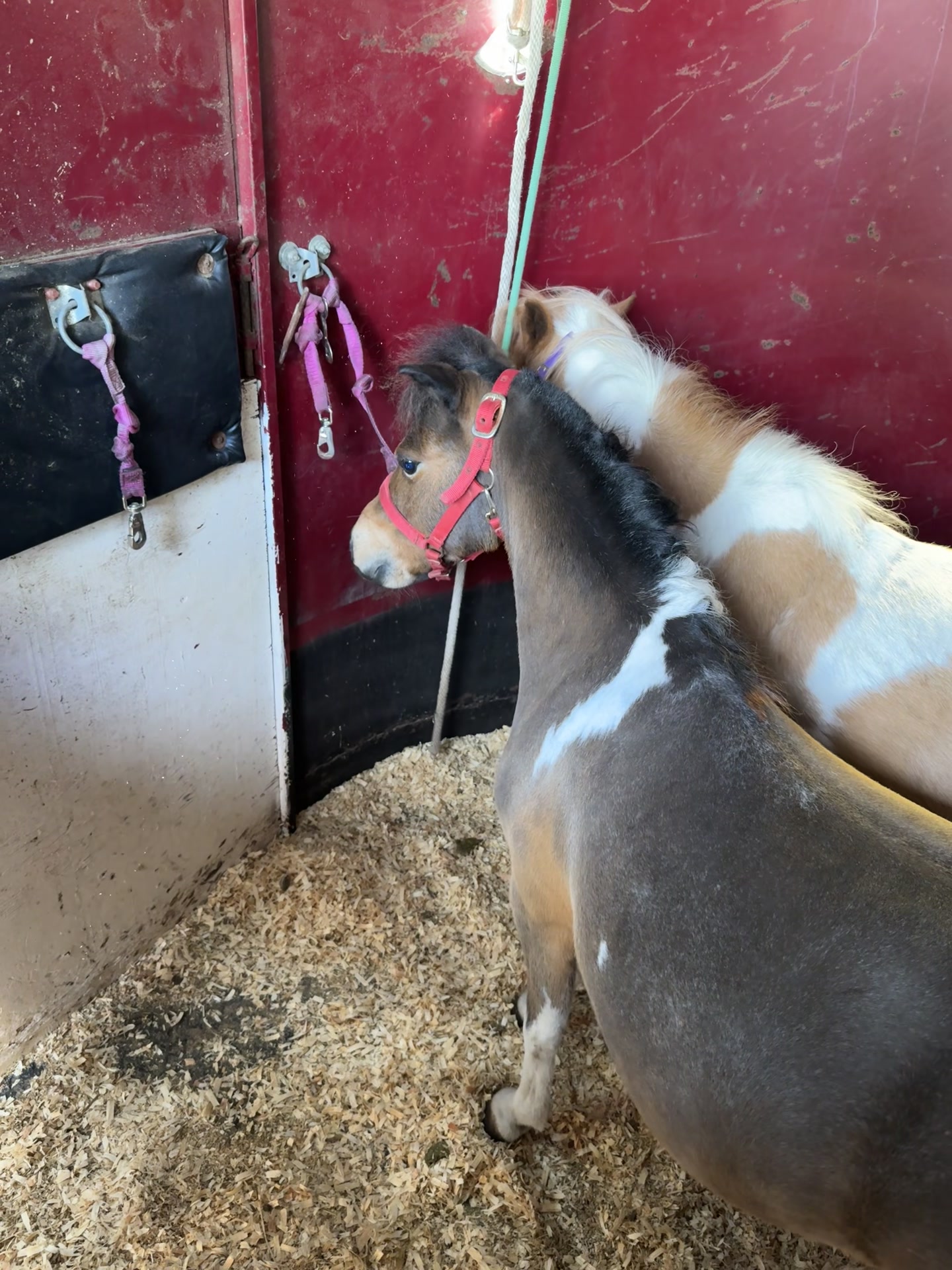 @Sugarfoot the Therapy Horse