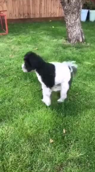 @Dog A.I.D.