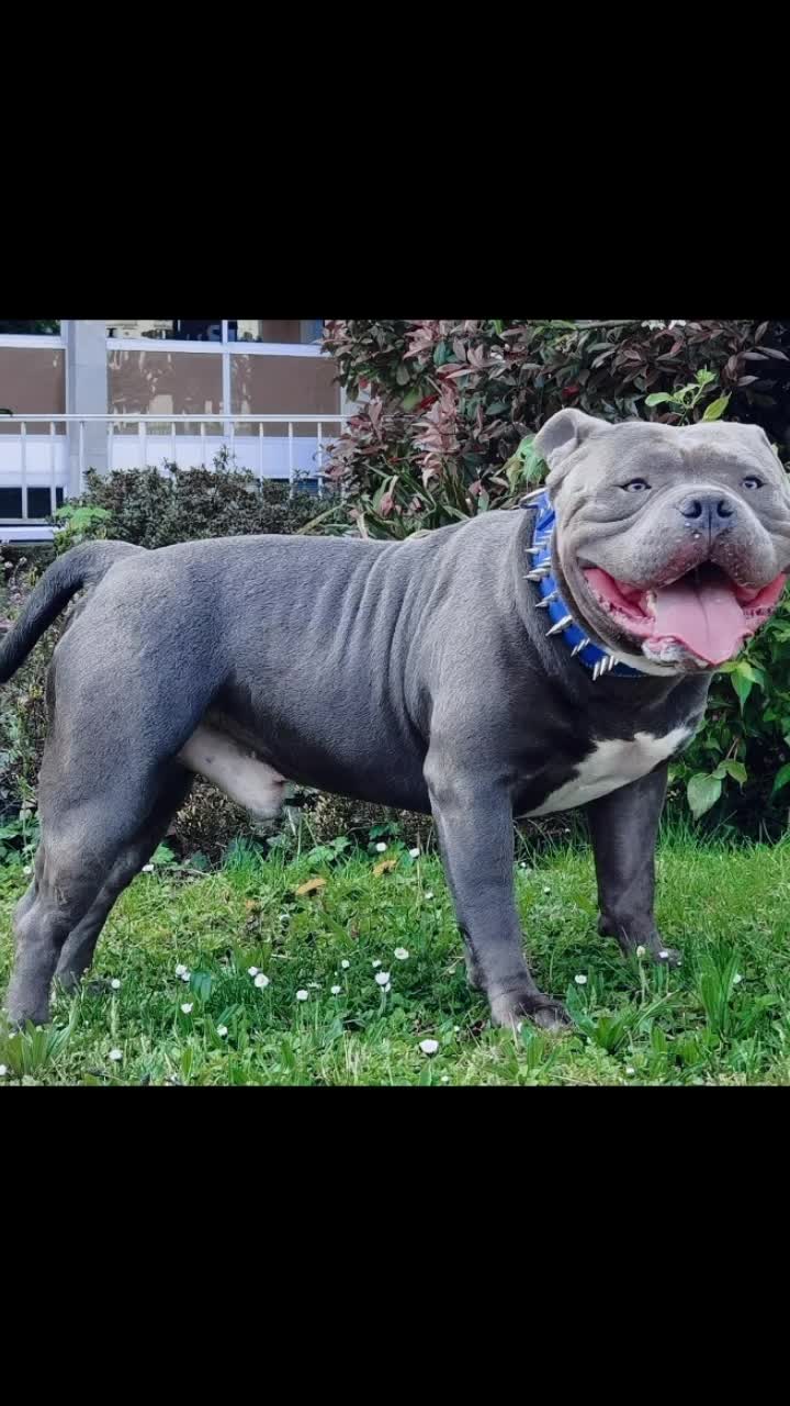 @GordiTheBully
