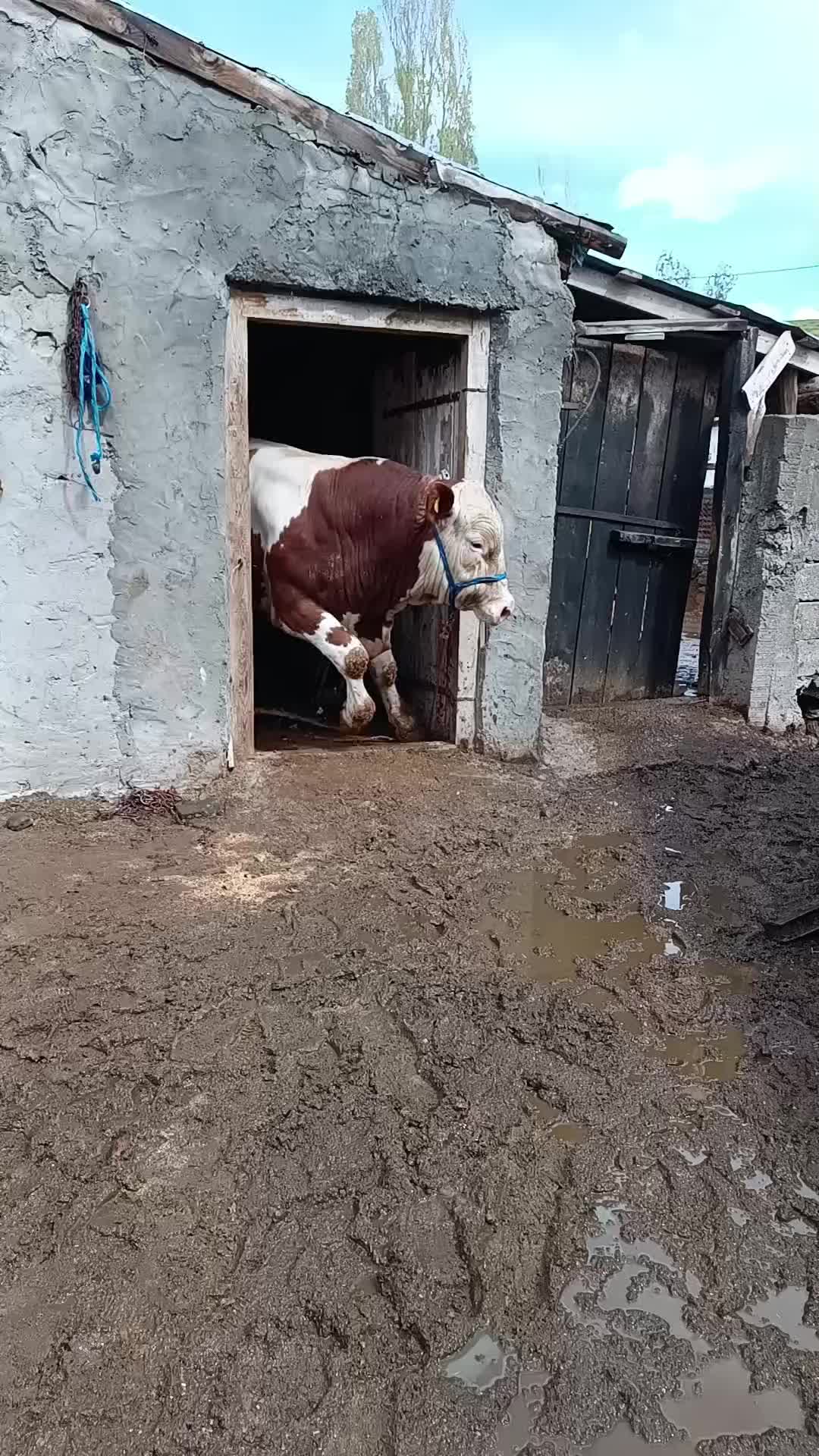 @Hamza Akboğa