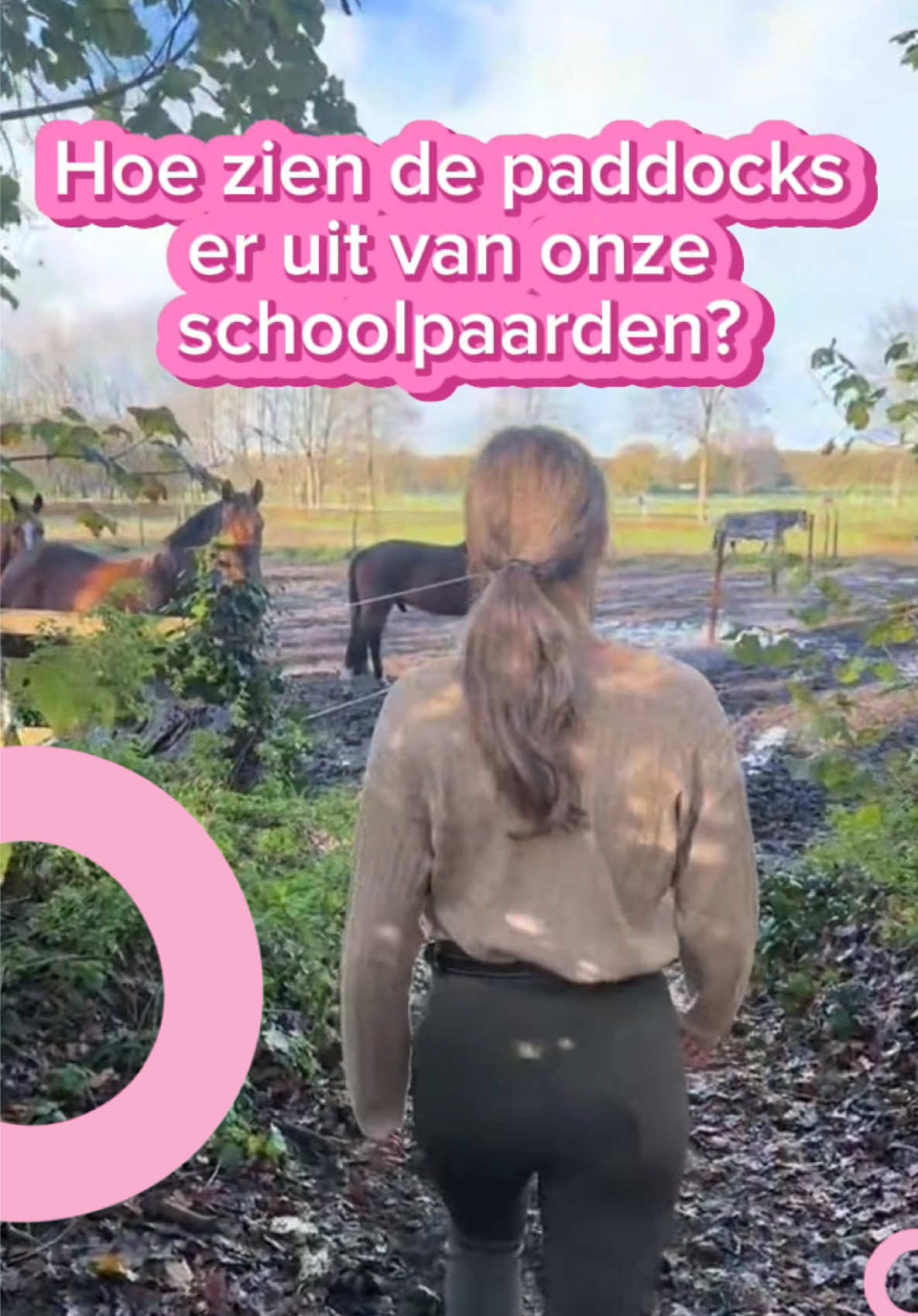 @Paardensport & -houderij Curio