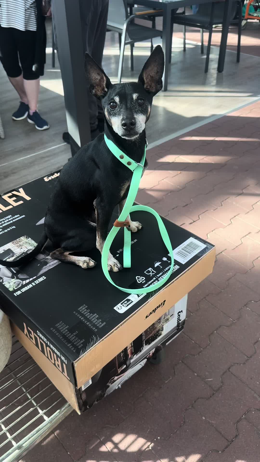 @mother of dogs