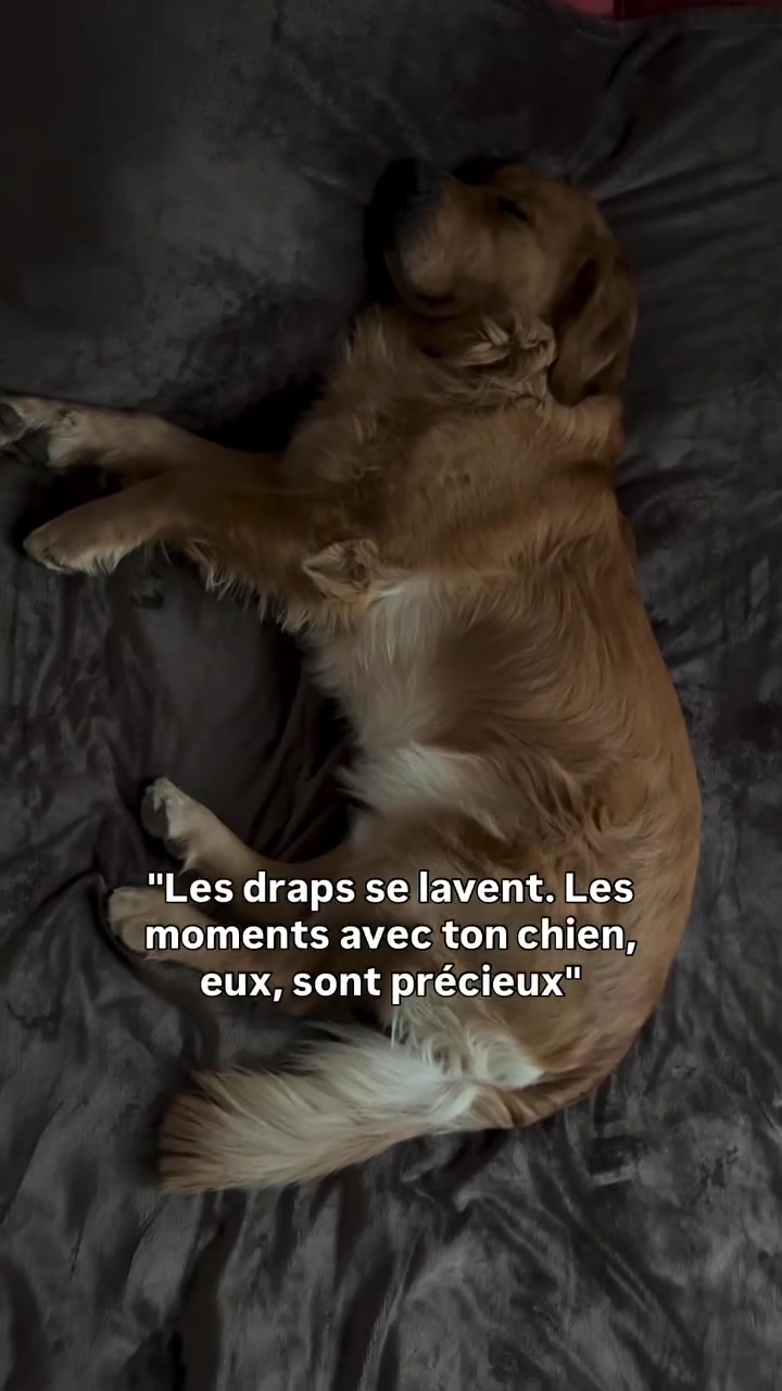 @Uggy Le Golden 🐶