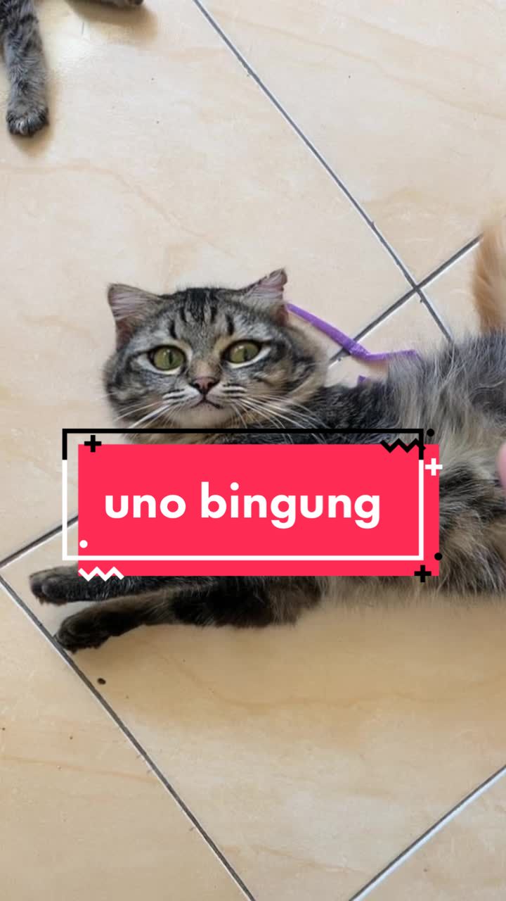 @unothemaincoon