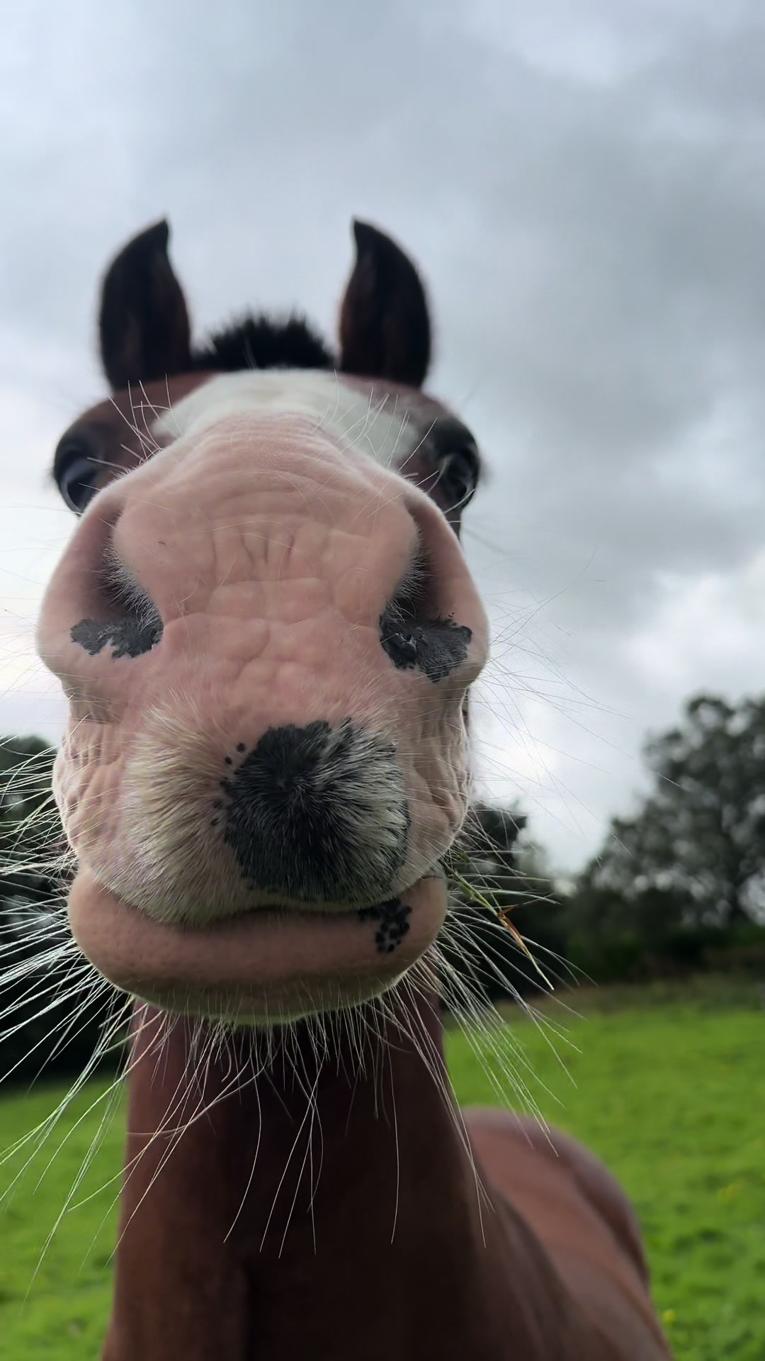 @Yardd | Equine Life Simplified