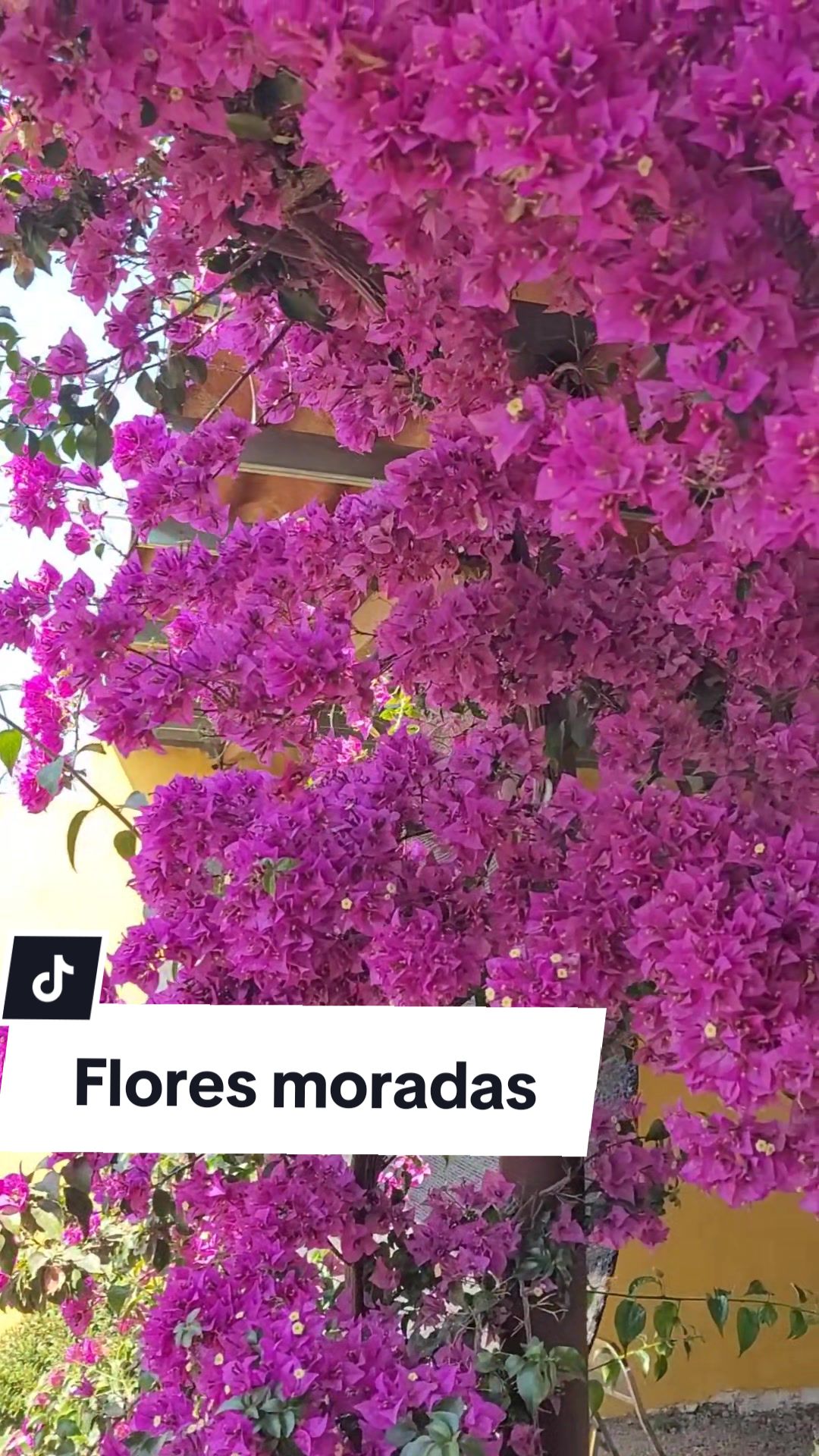 @Plantolog&iacute;a🌿