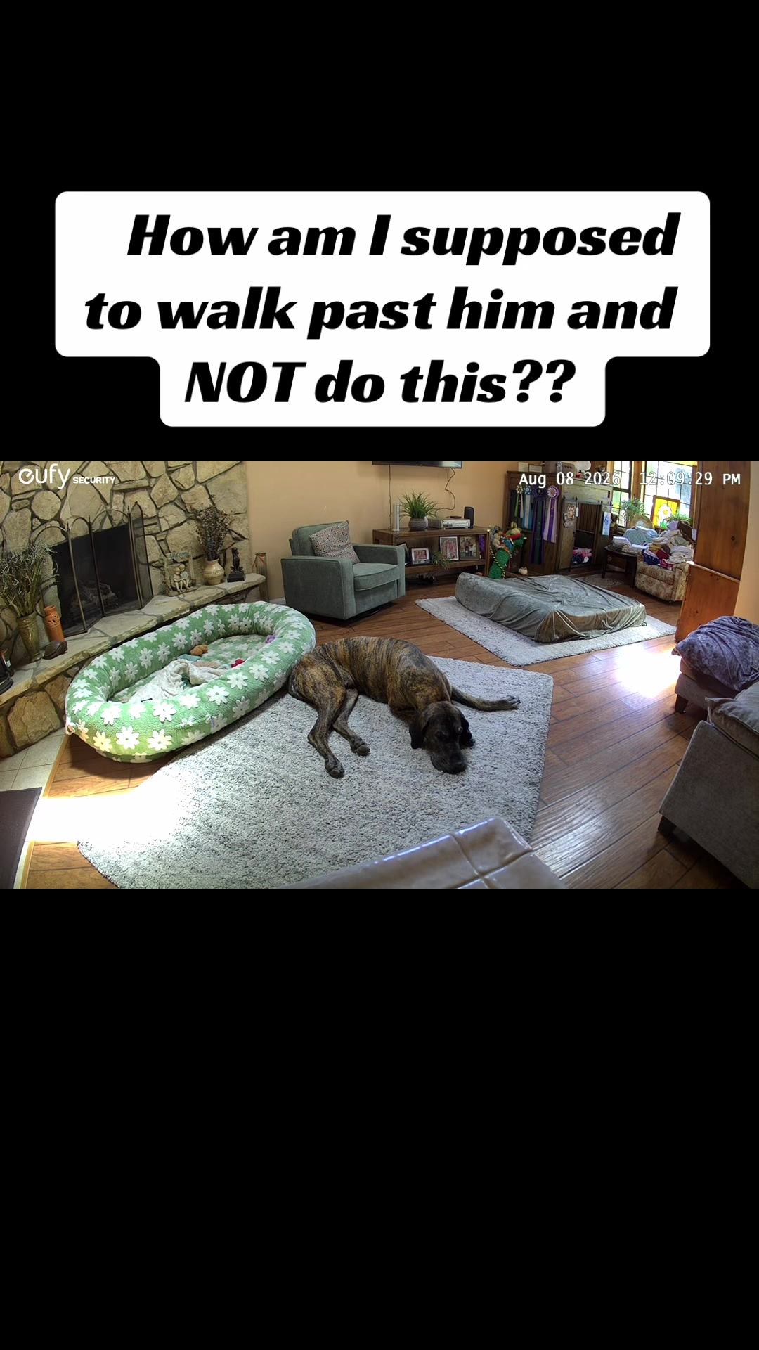@Anders Bees Knees Great Dane
