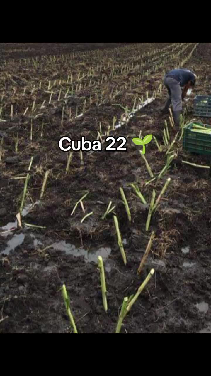 @Pastos y Leguminosas - Ecuador
