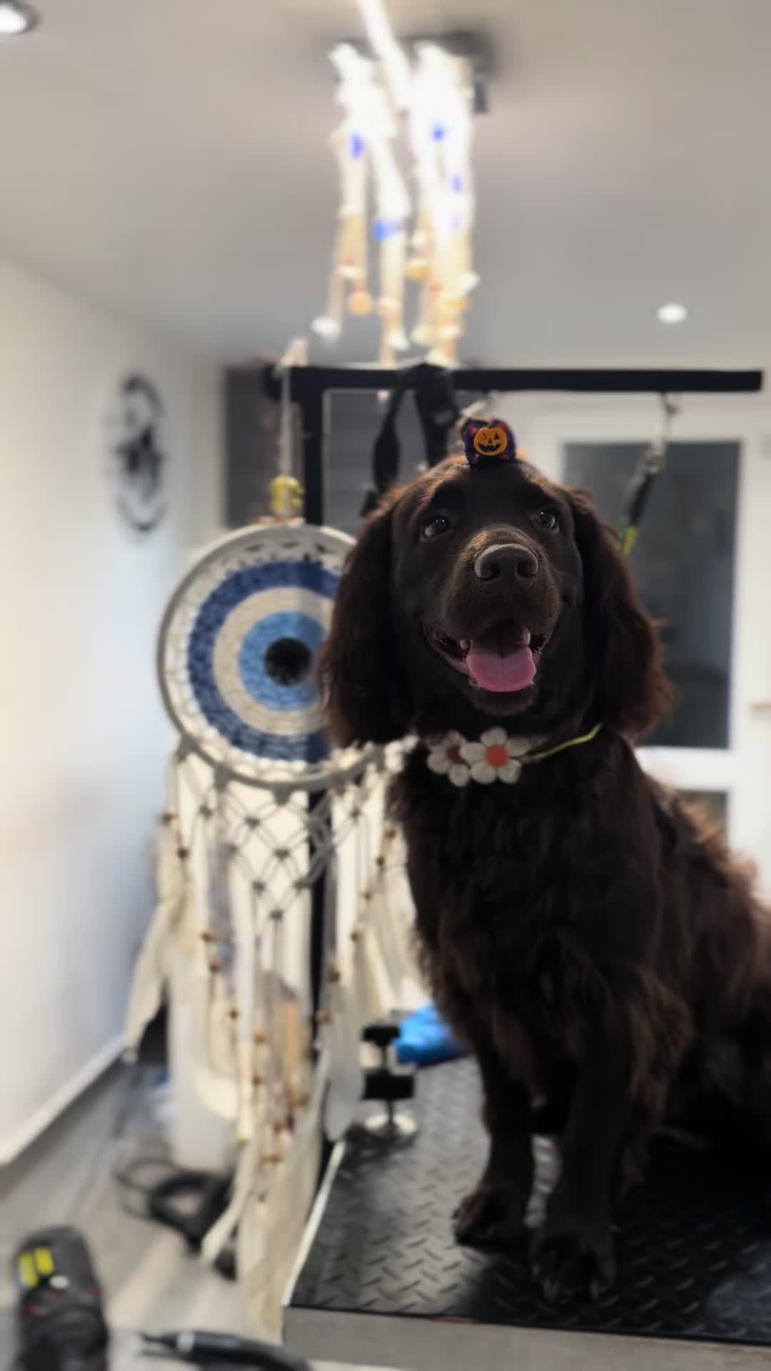 @CheekyCharms🐾