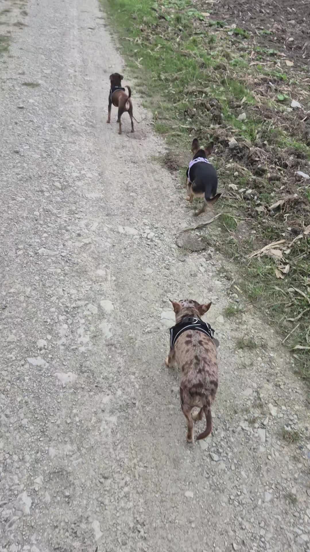@SabrinaTeamWuffhaus🐕