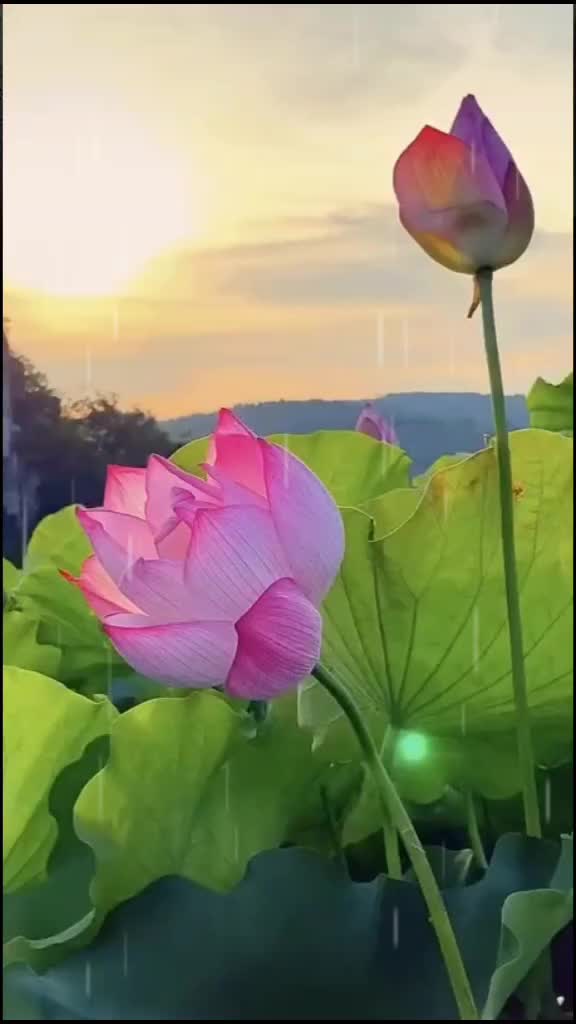 @๐๐ Kanha ๐๐
