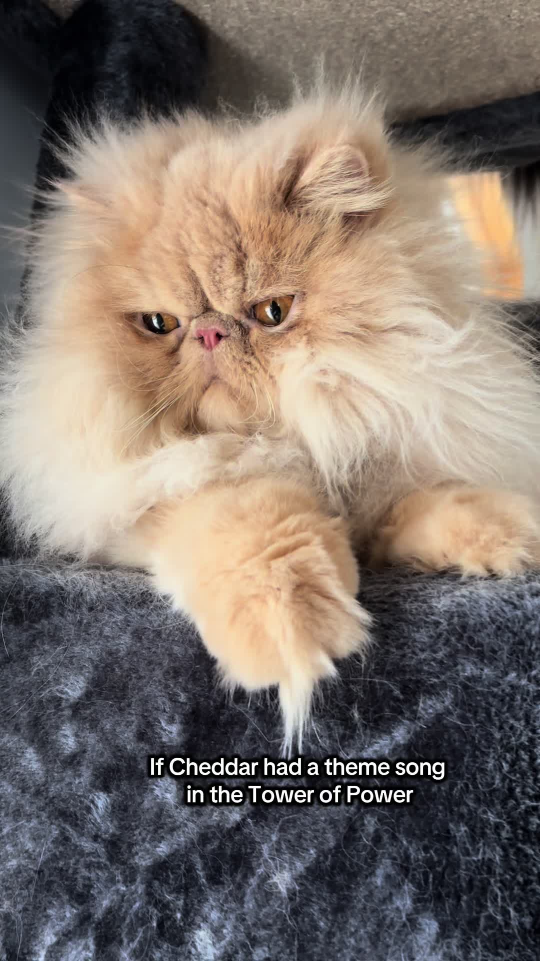 @cheddarandgidget