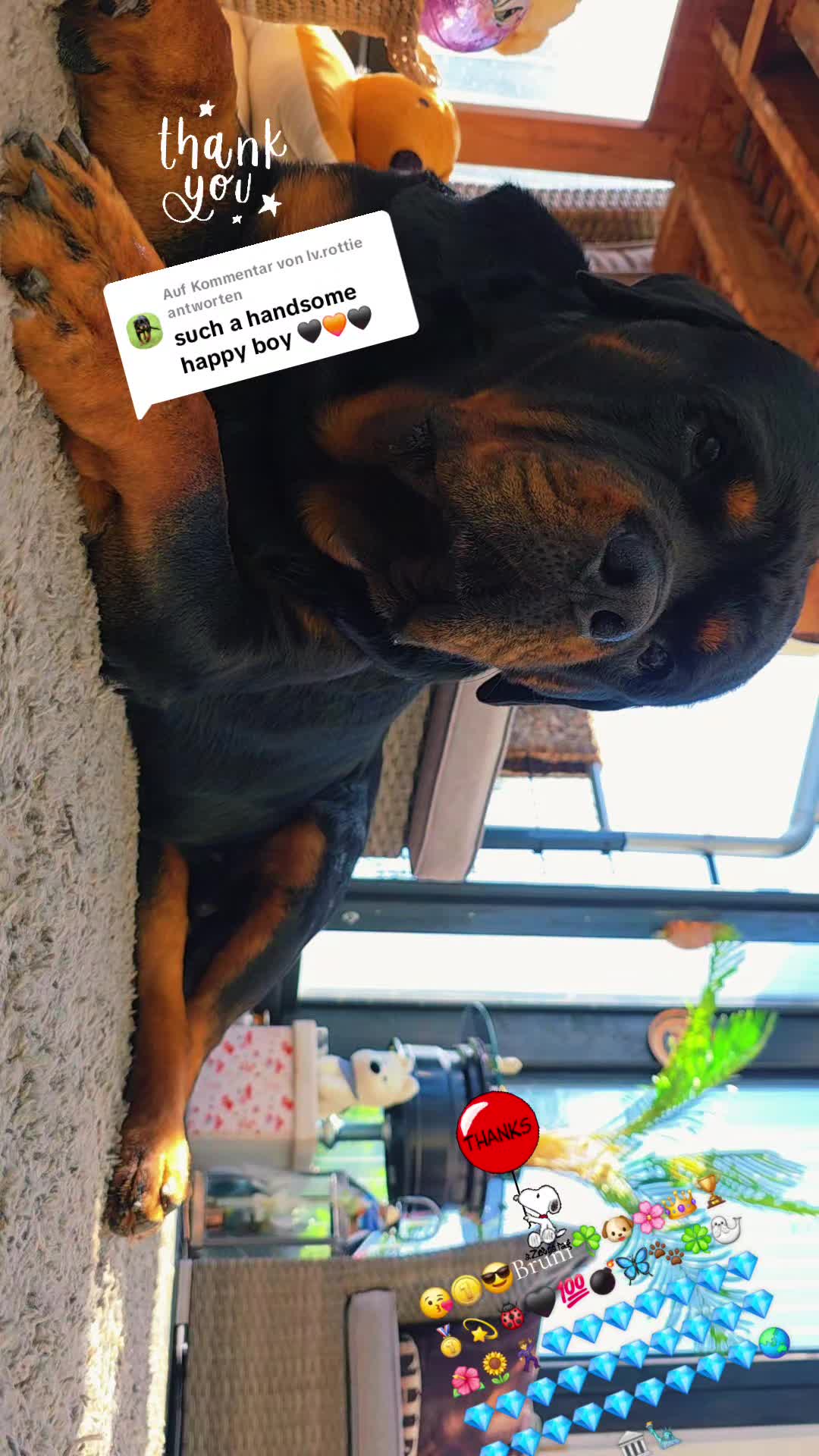 @Rottweiler Bruno