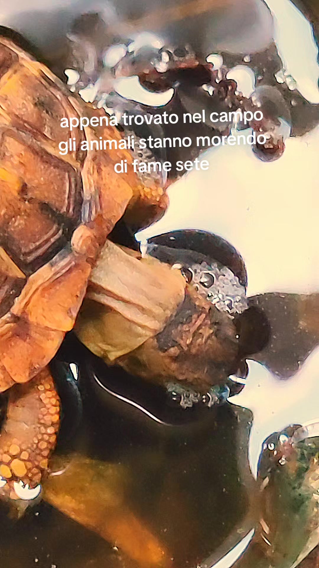 @titty