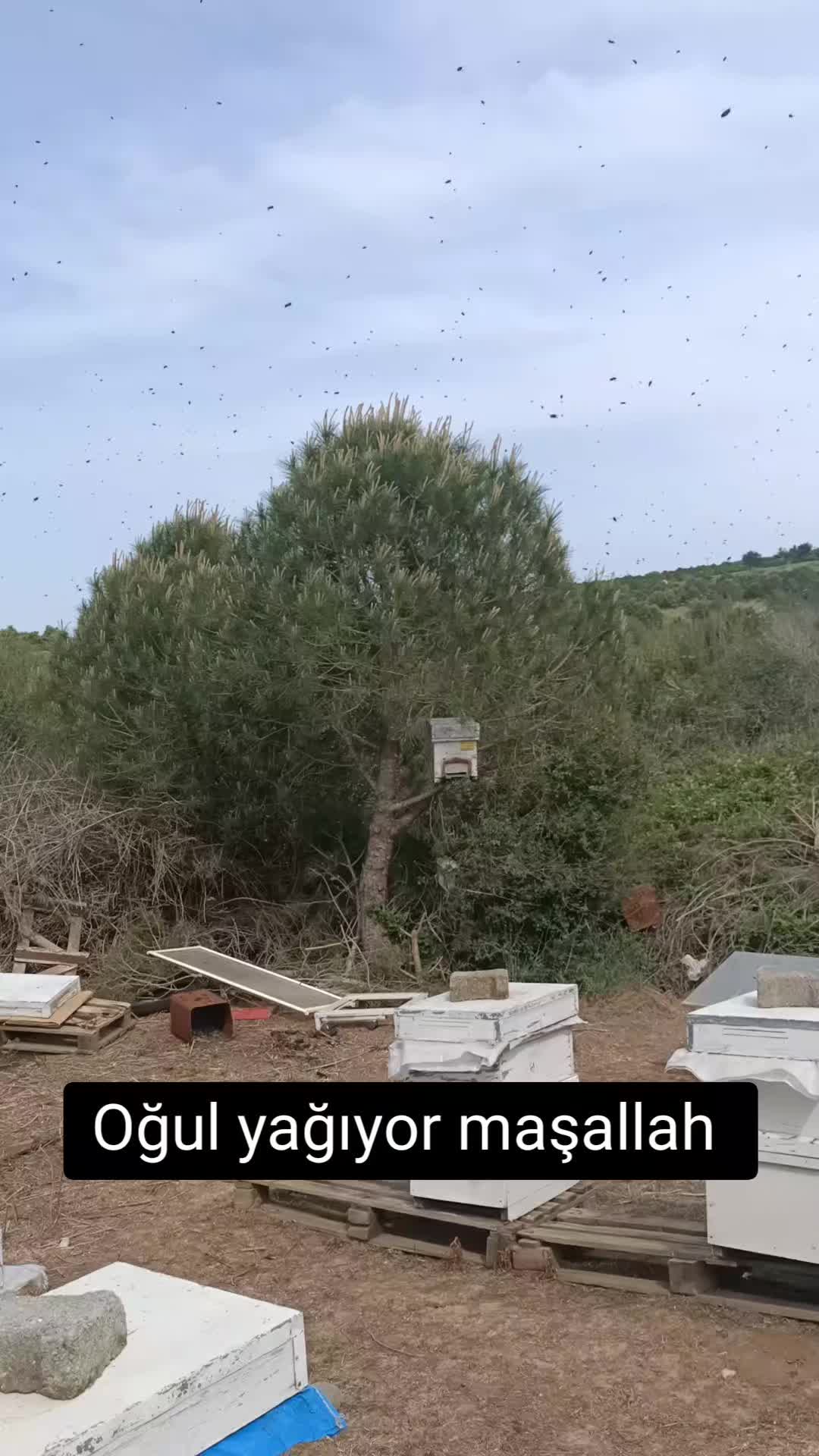 @Arıcı Furkan