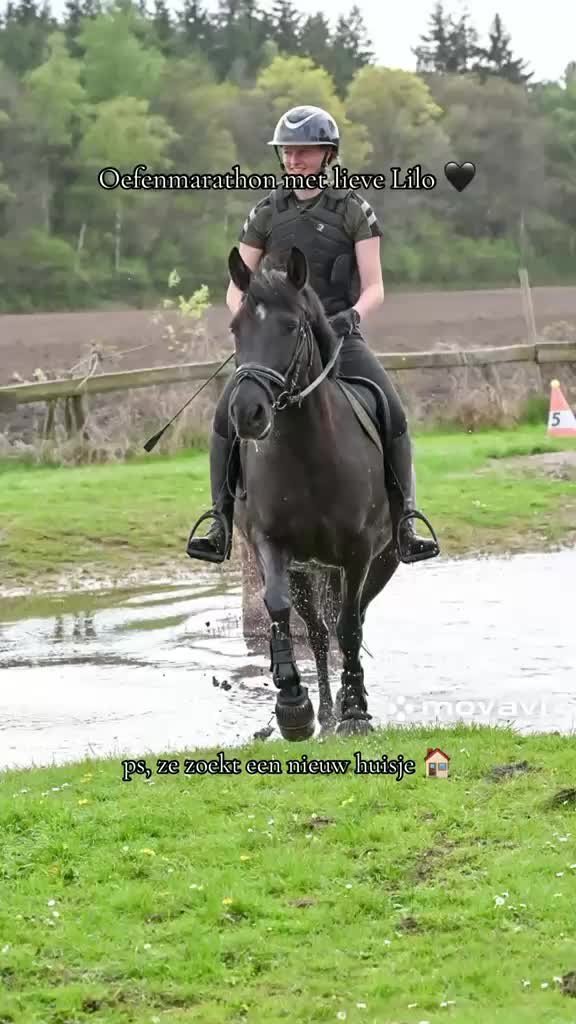 @Elegantia Horses