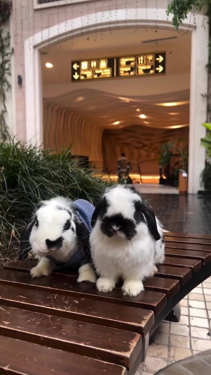 @Boss Happy & Sir Pluto🐰