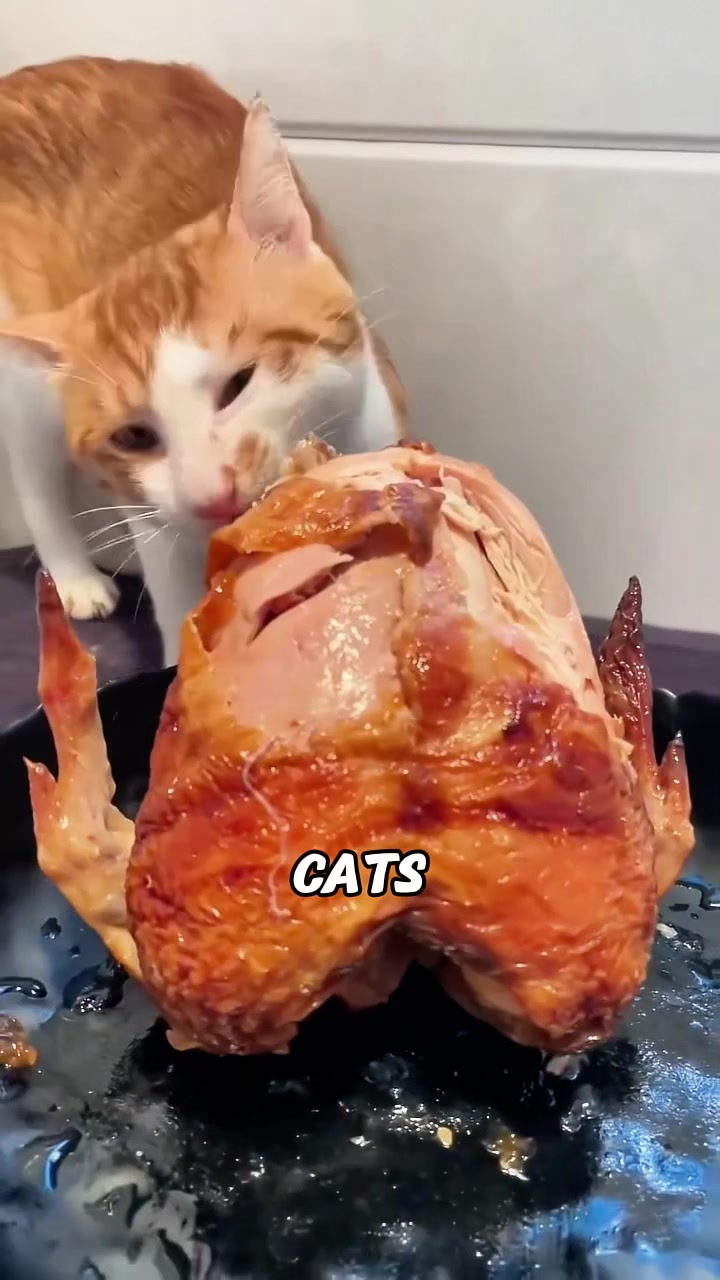 @rescuetails