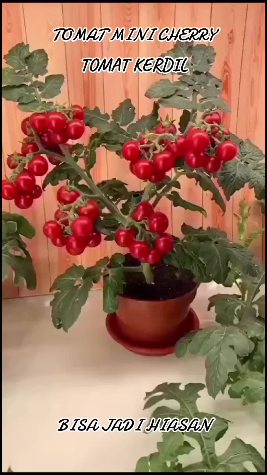 @hanifarm