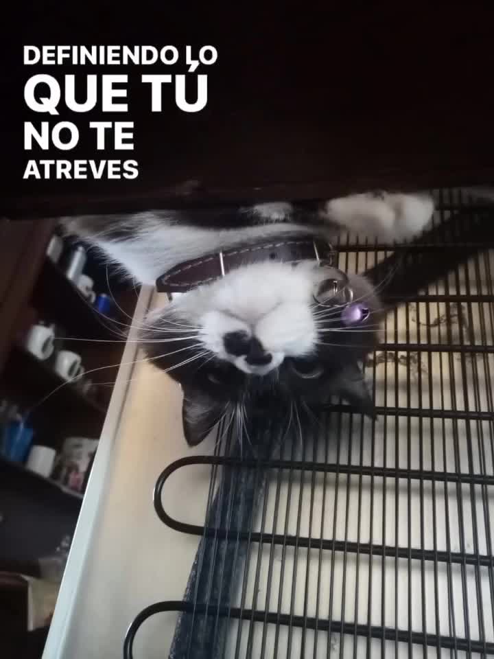 @TQ. Yair