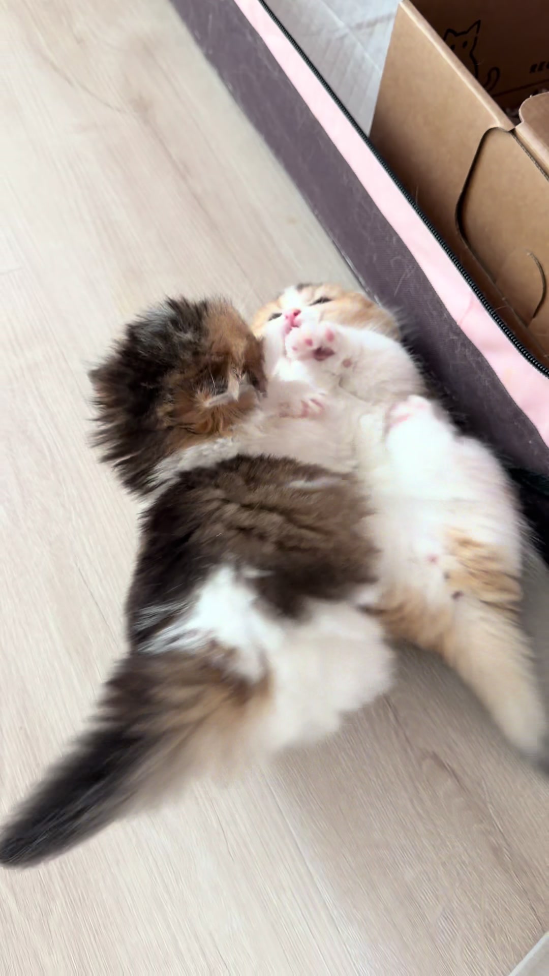 @tinyfoldmunchkin