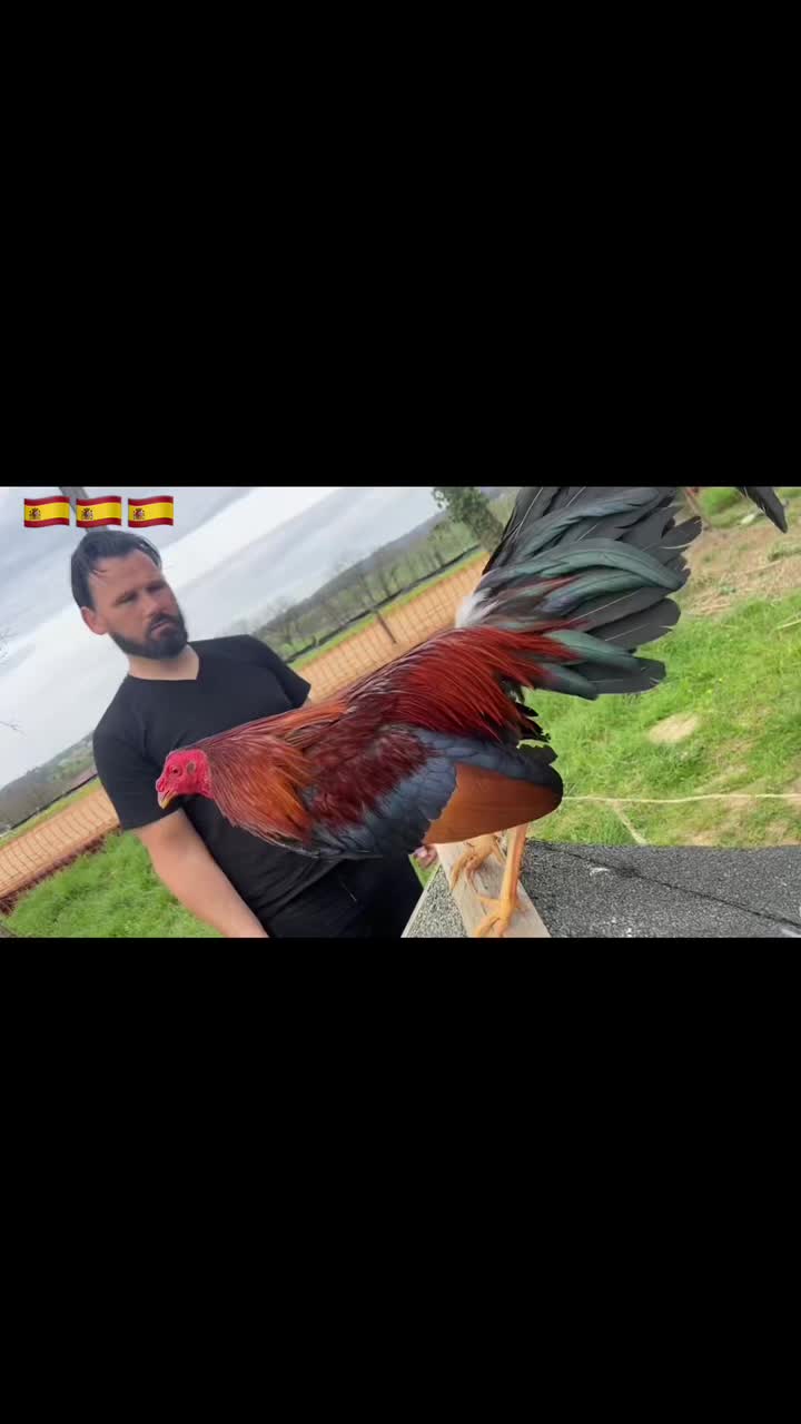 @Galero Gaillo🐓🇪🇸