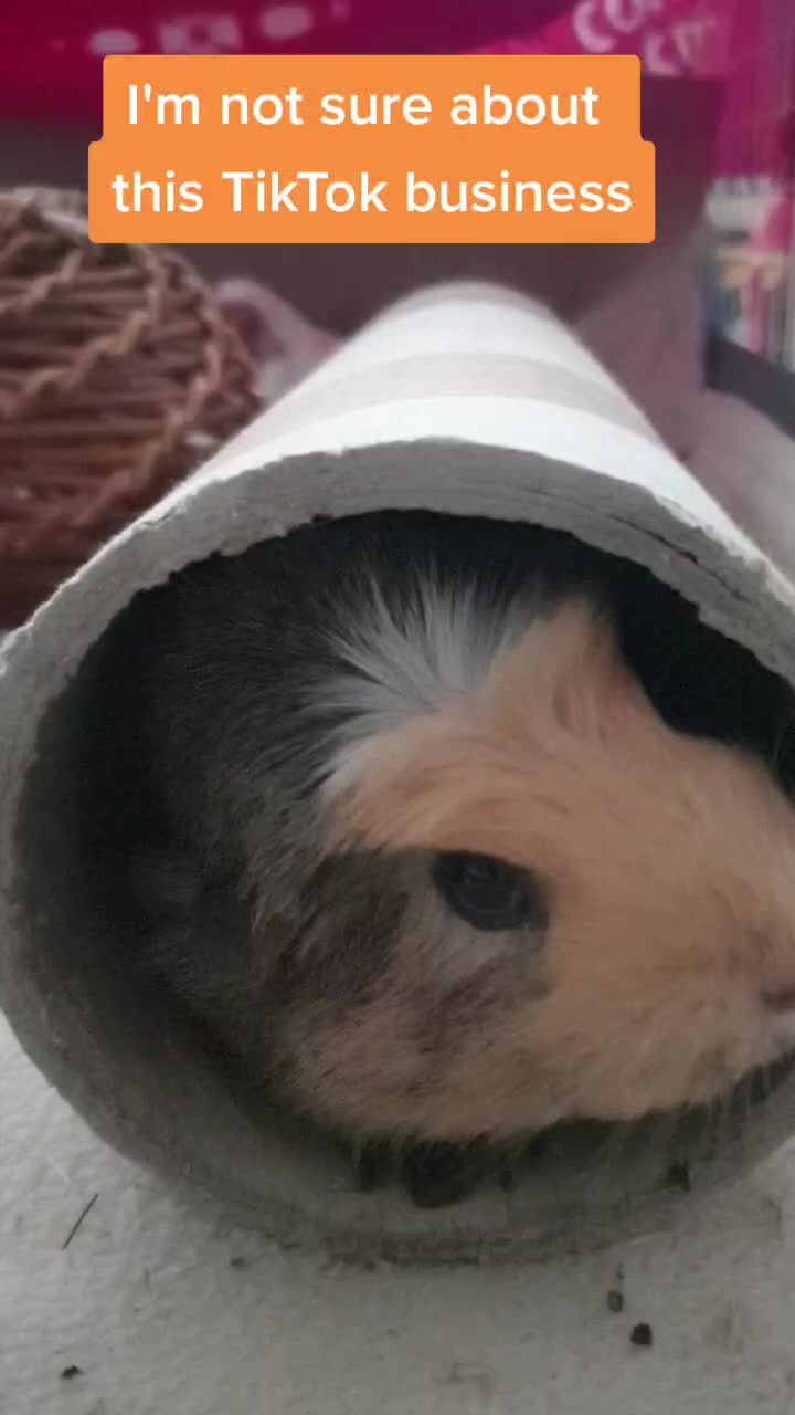 @Piggymassage