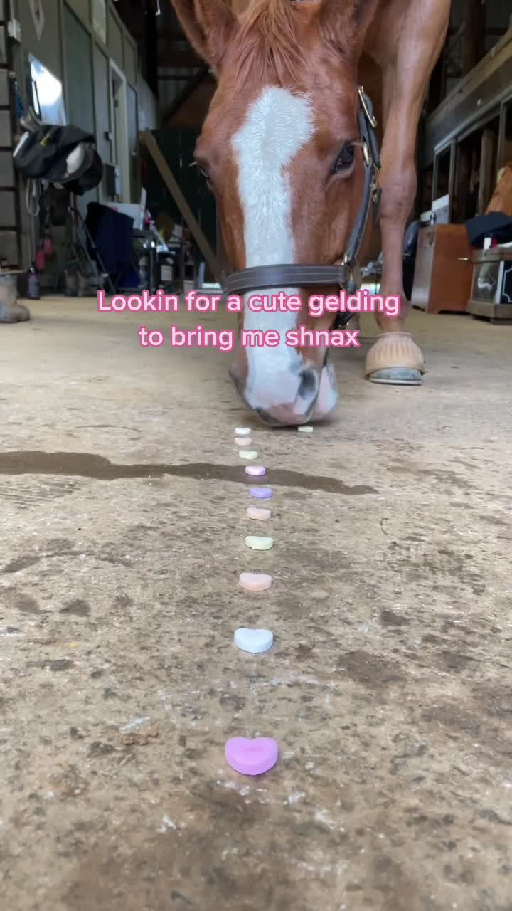 @Chunky Pony