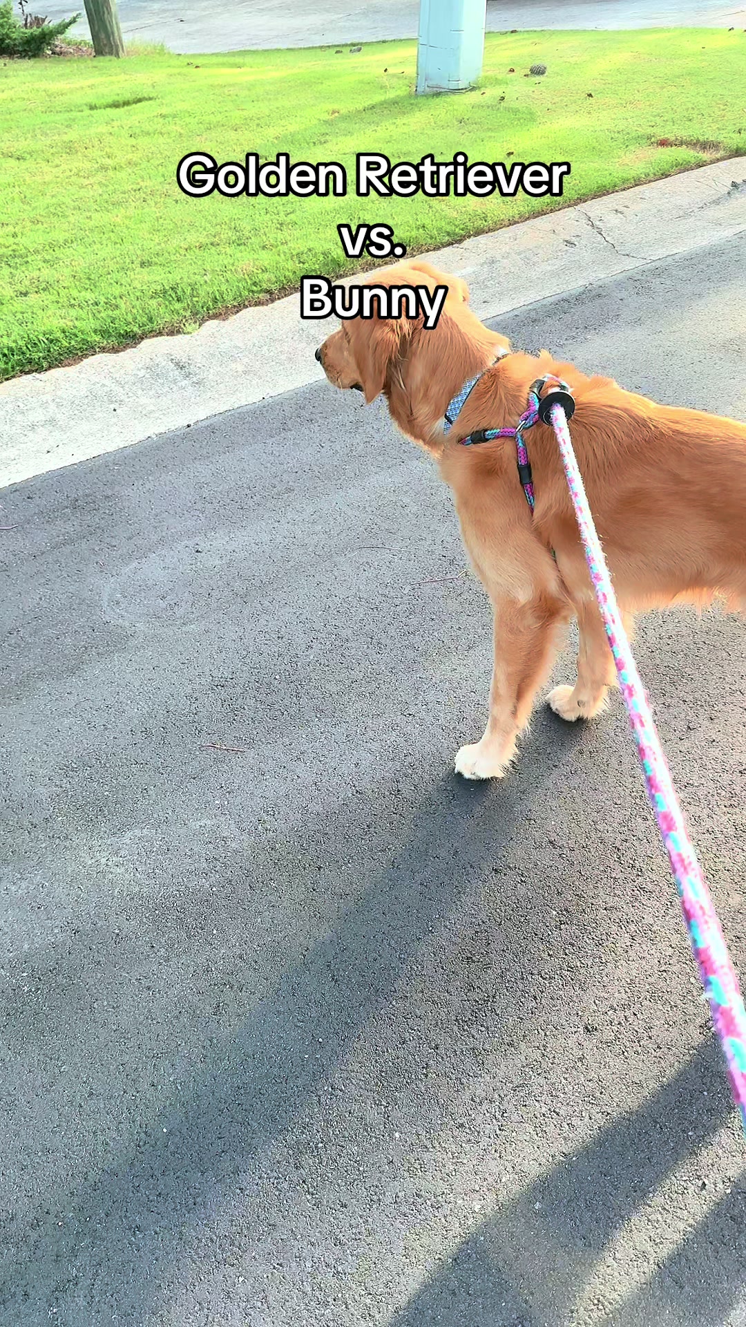 @Charlie the Golden