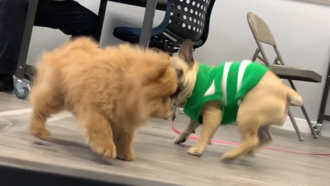@chowsandpals