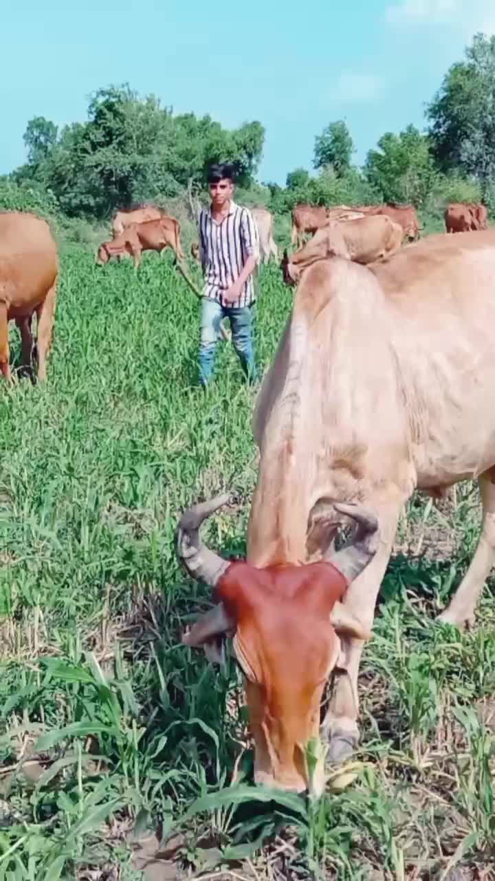 @Haresh 🌟Bharwad🌟