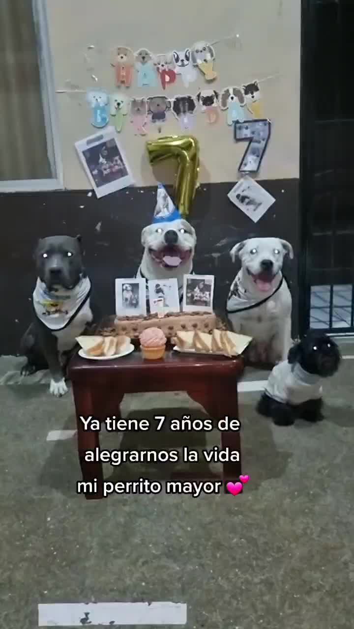 @Michu🐱🐶