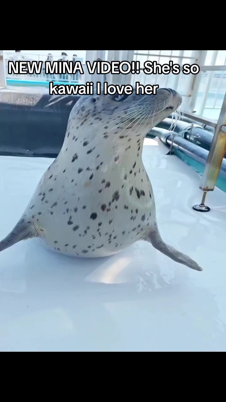 @Whysosealious?