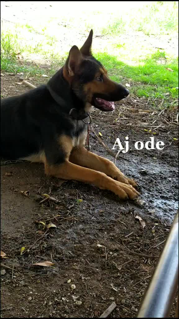 @the real Aj ode 👑