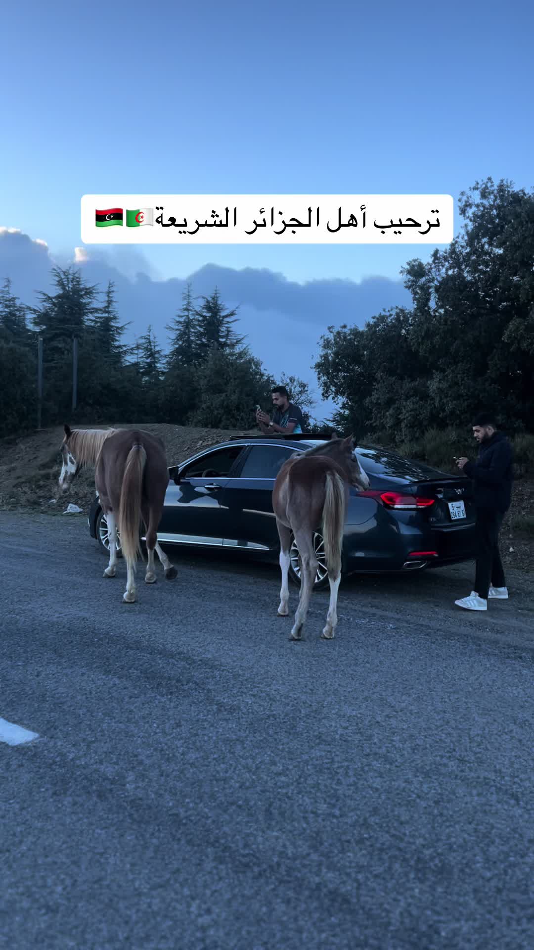 @معاذ الشيباني