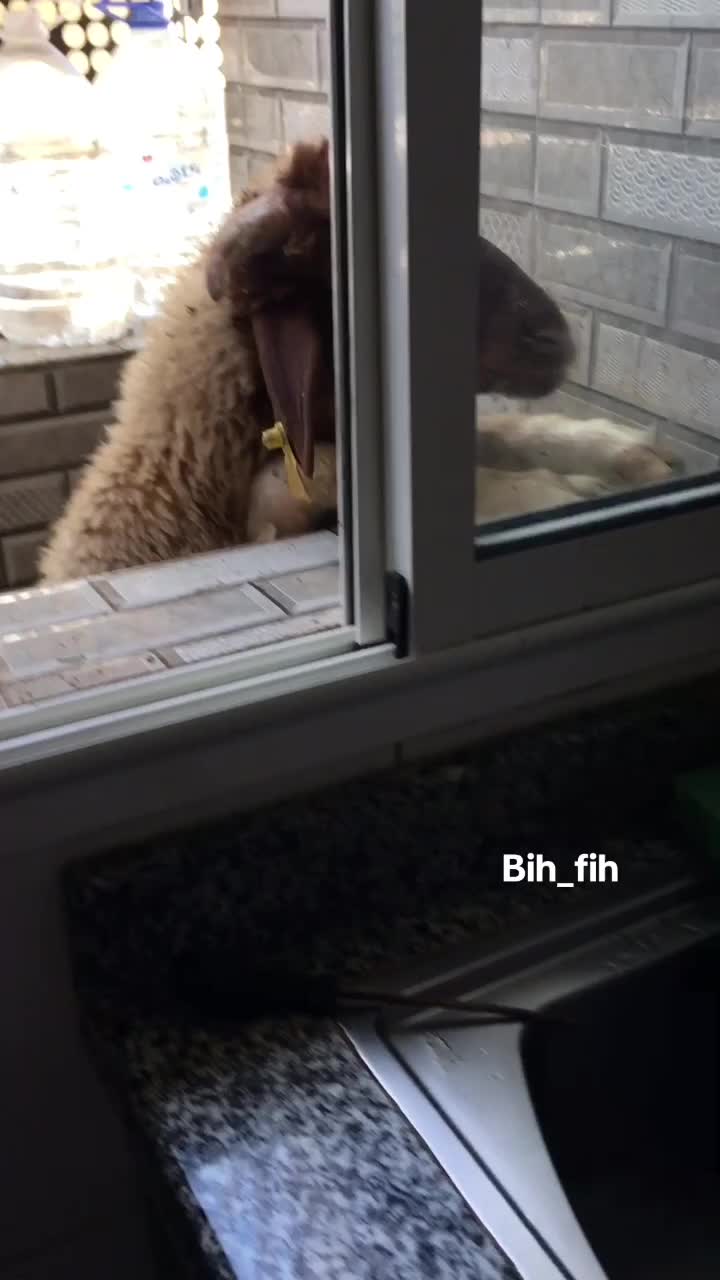 @Bih_fih