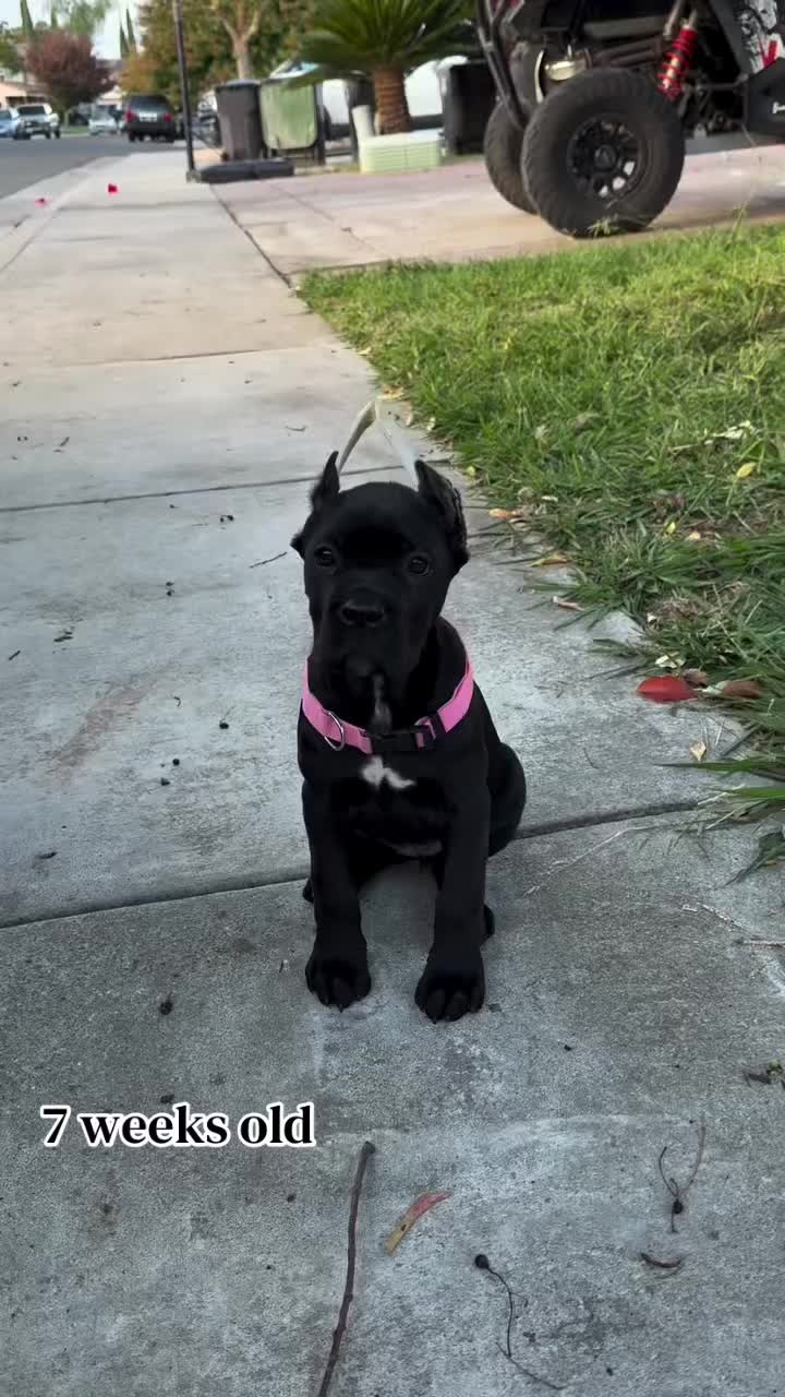 @Heart Land Cane Corso kennels