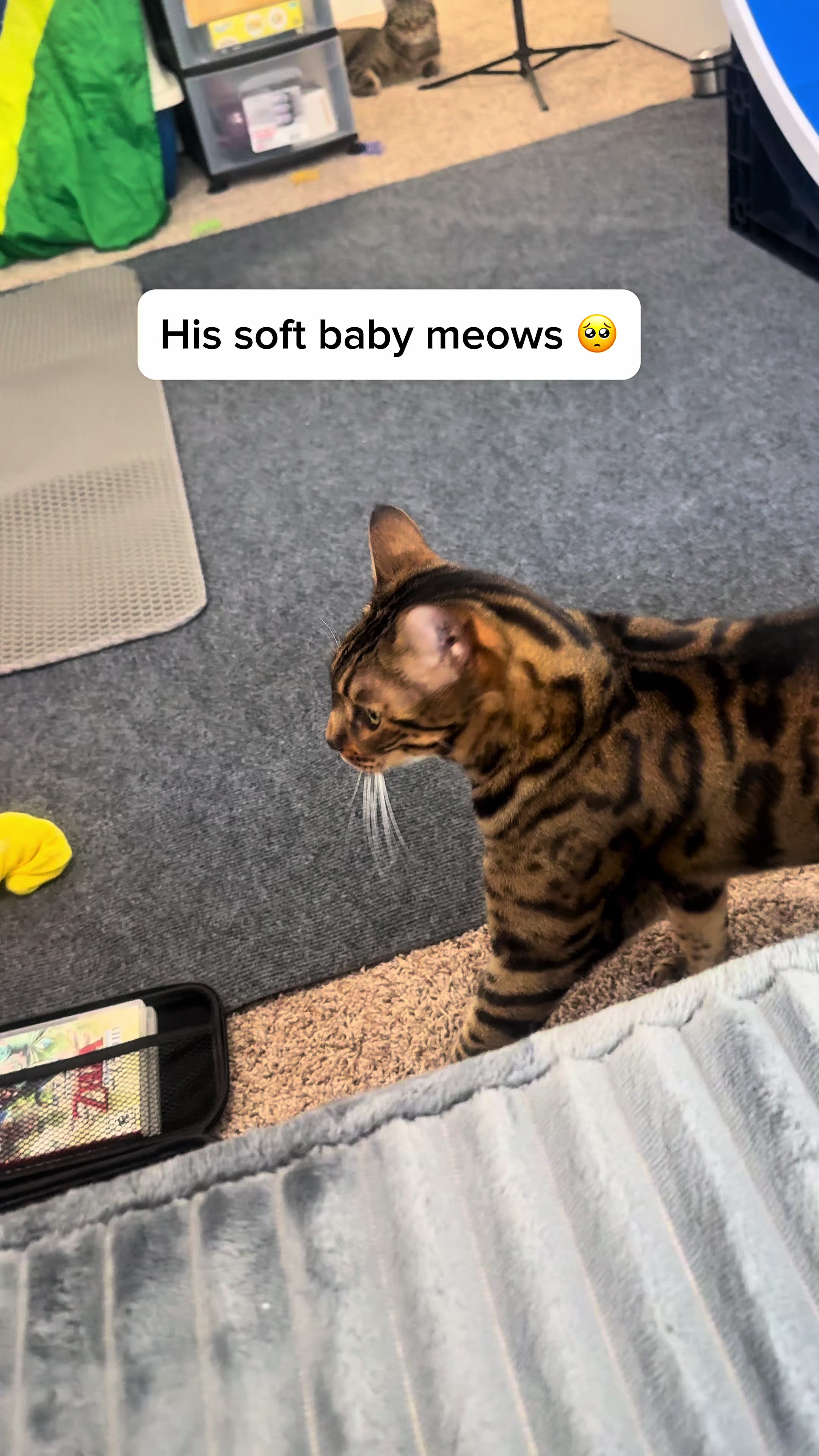 @Three Nawty Cats